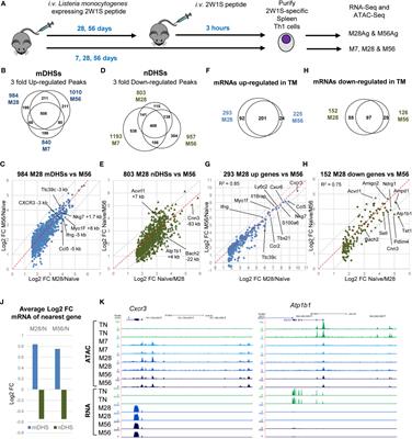 Stable Epigenetic Programming of Effector and Central Memory CD4 T Cells Occurs Within 7 Days of Antigen Exposure In Vivo